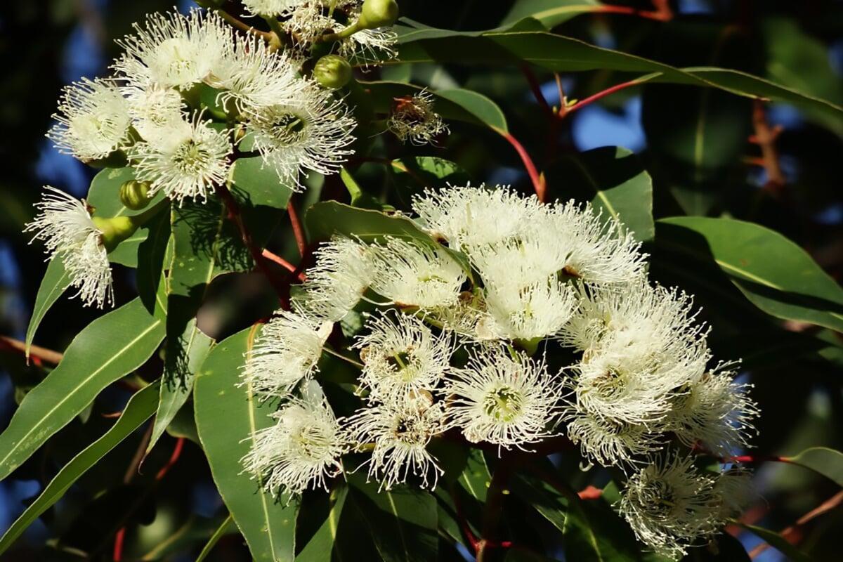 Eucalyptus Citronné : L'Huile Essentielle qui Revitalise et Apaise