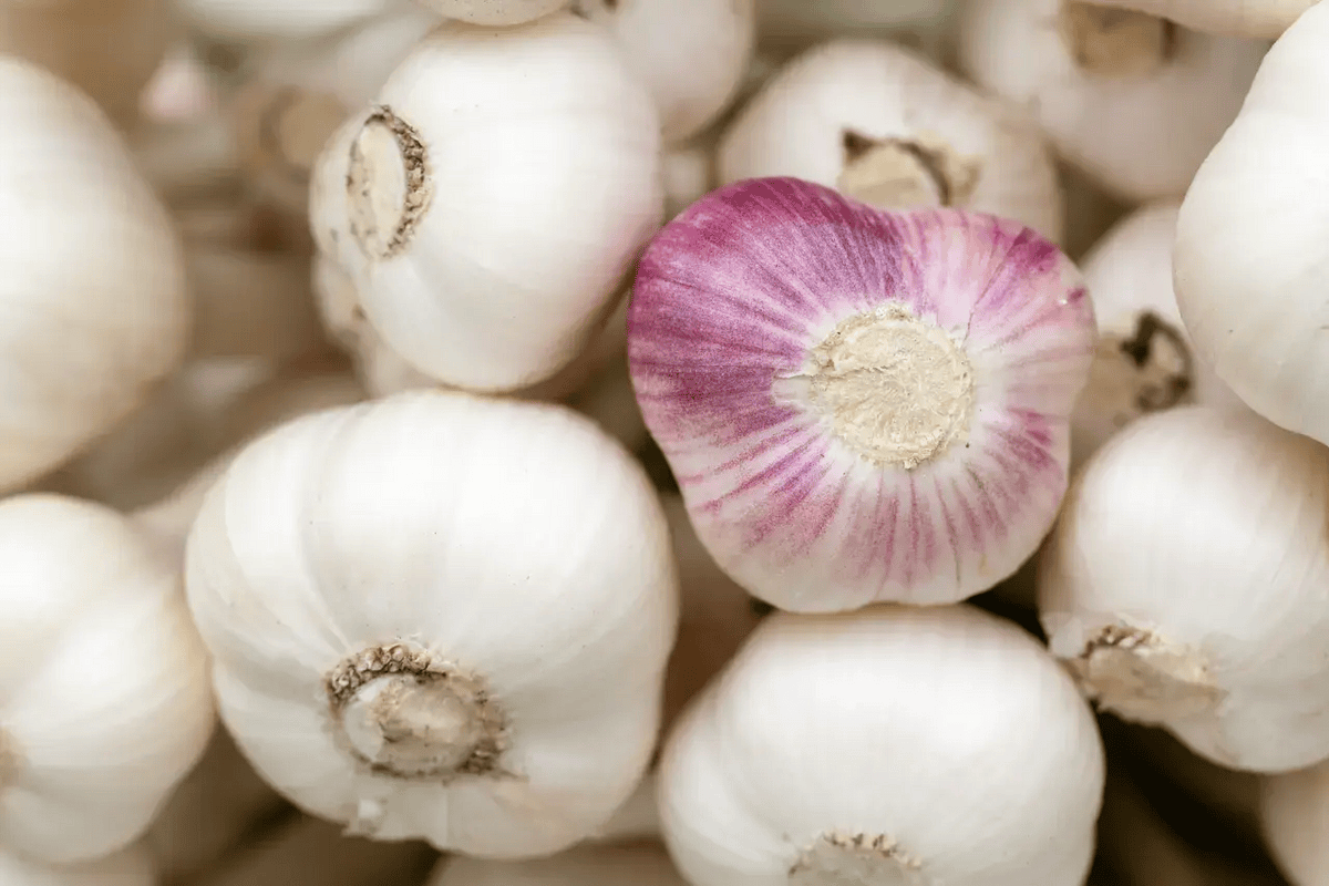 Ail : L'Huile Essentielle aux Vertus Antibactériennes et Antivirales