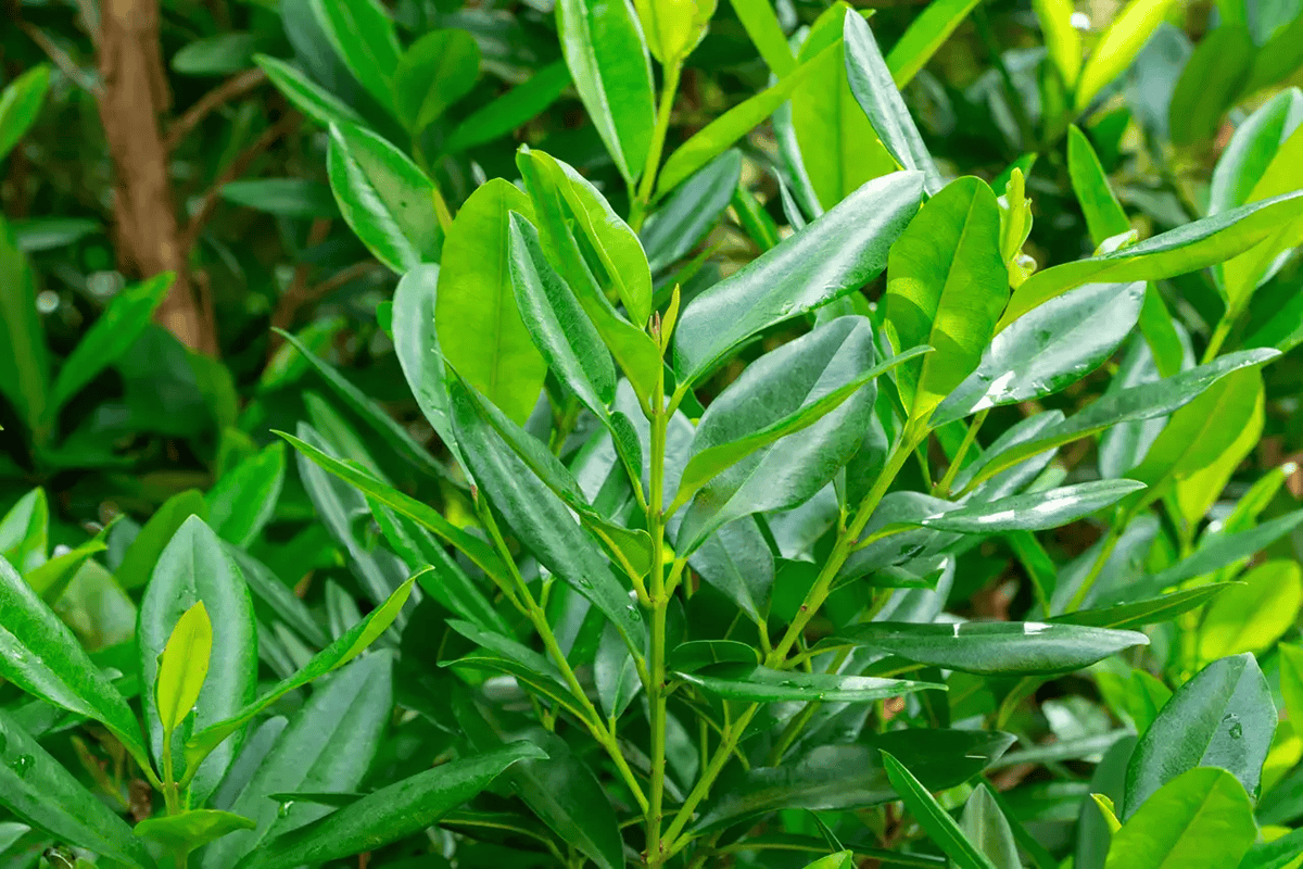Aromathérapie avec l'Huile Essentielle de Bay Saint-Thomas : Un Voyage Sensoriel