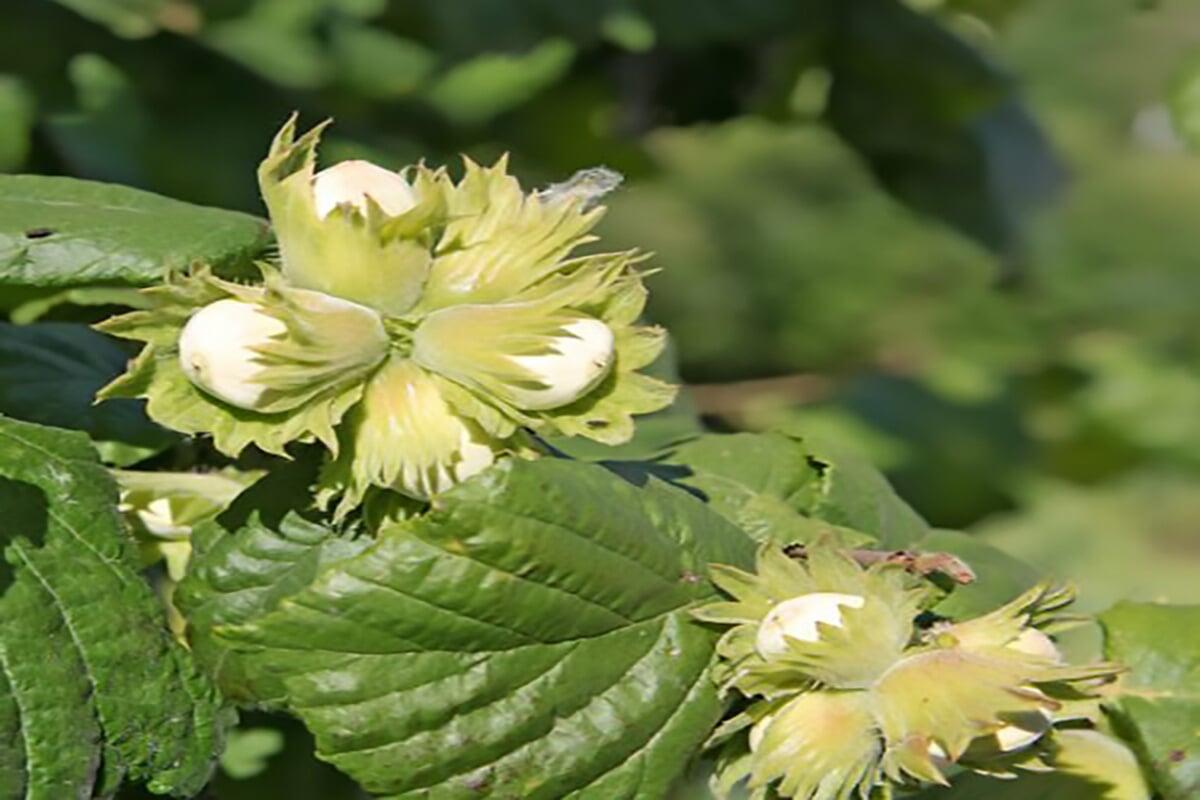 Huile Essentielle de Bois de Hô : Un Élément Clé pour l'Aromathérapie