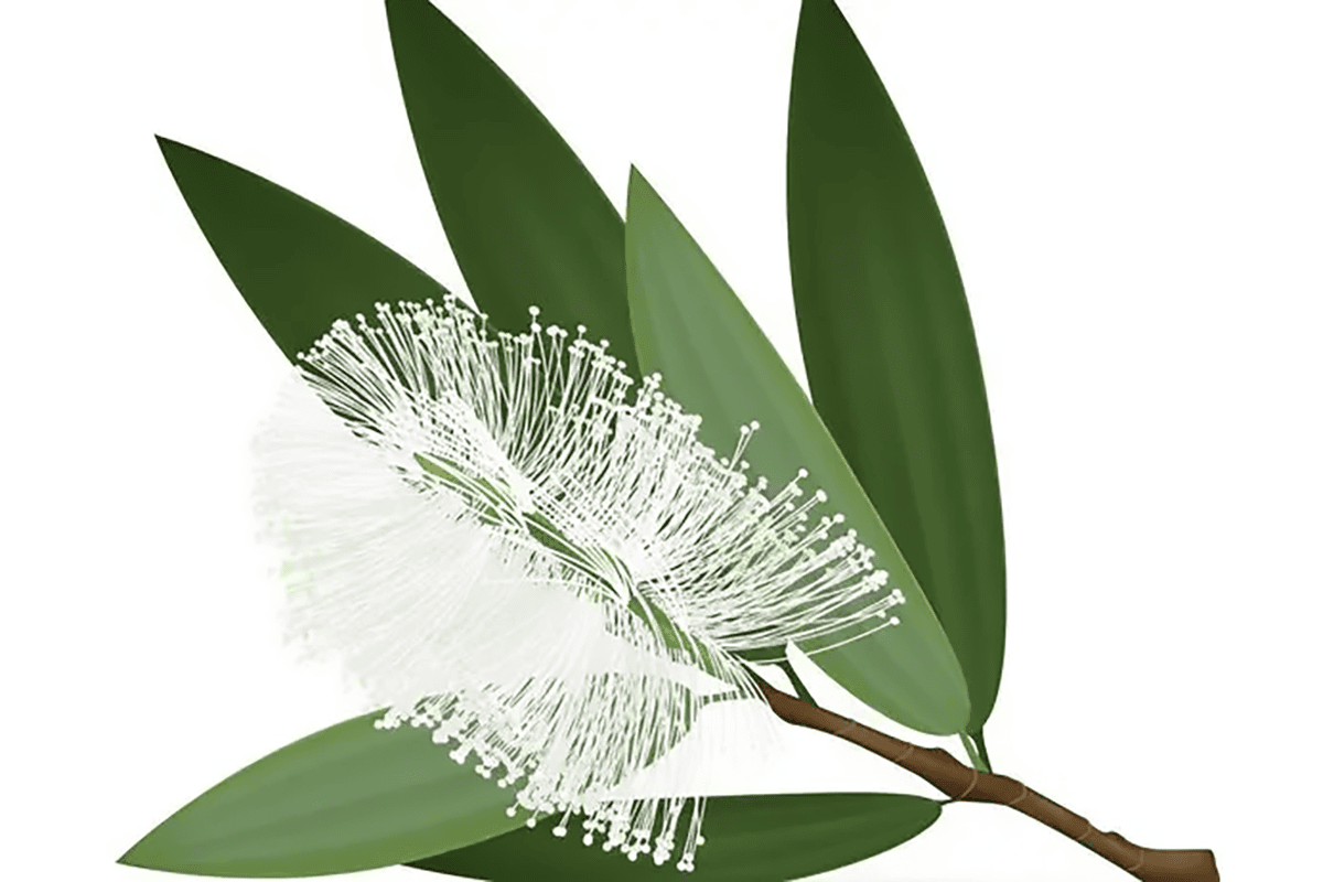Cajeput : Une essence naturelle pour renforcer votre vitalité