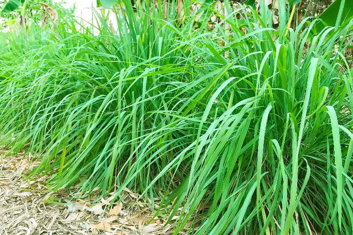 L'huile essentielle de citronnelle : une solution naturelle pour votre bien-être