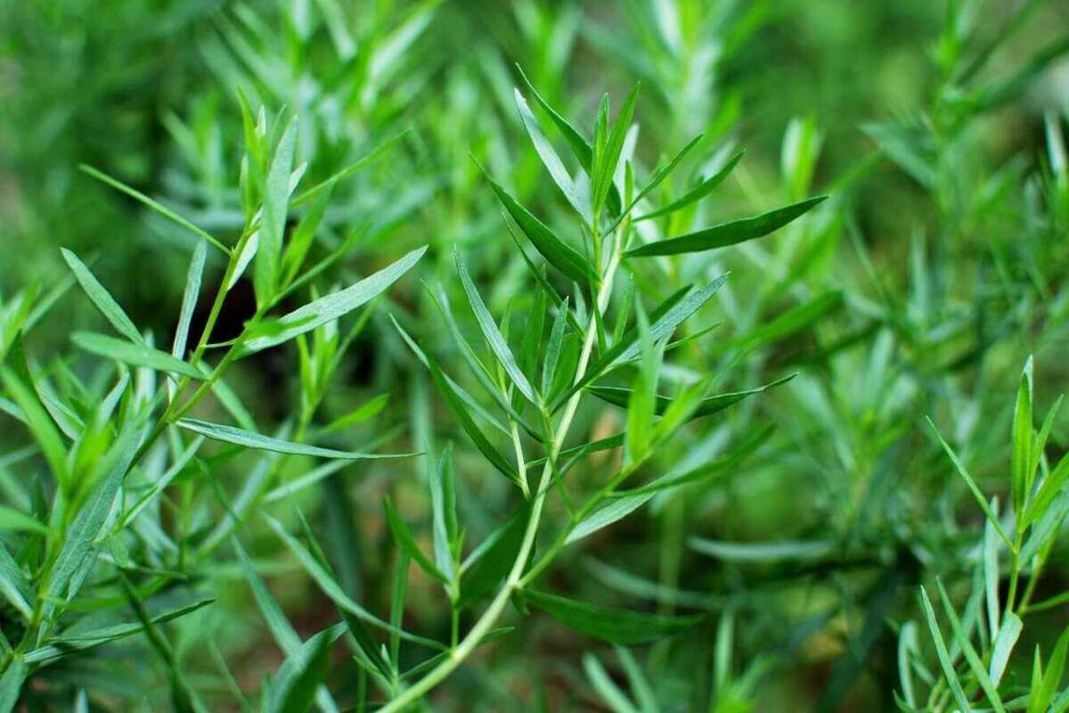 Découvrez l'Huile Essentielle d'Estragon : L'Incontournable de Votre Armoire à Médicaments Naturels