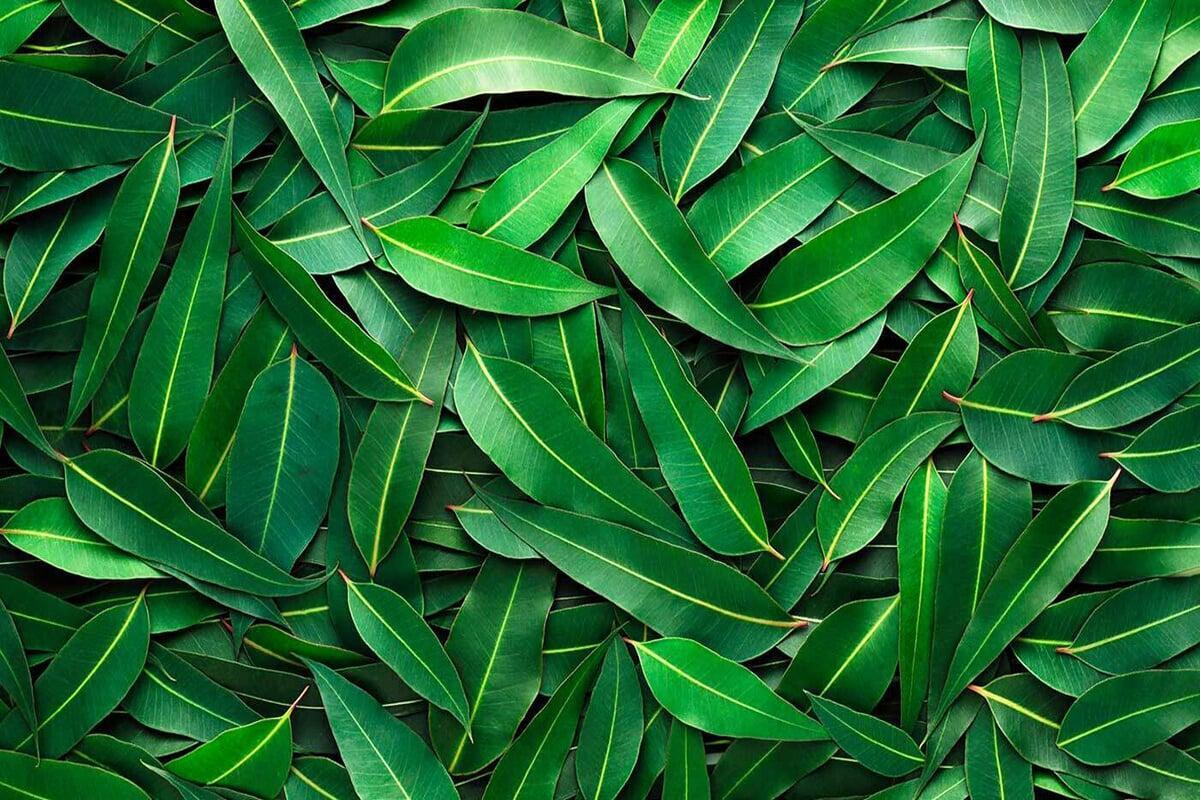 L'Huile Essentielle d'Eucalyptus Globulus : Un Souffle de Fraîcheur