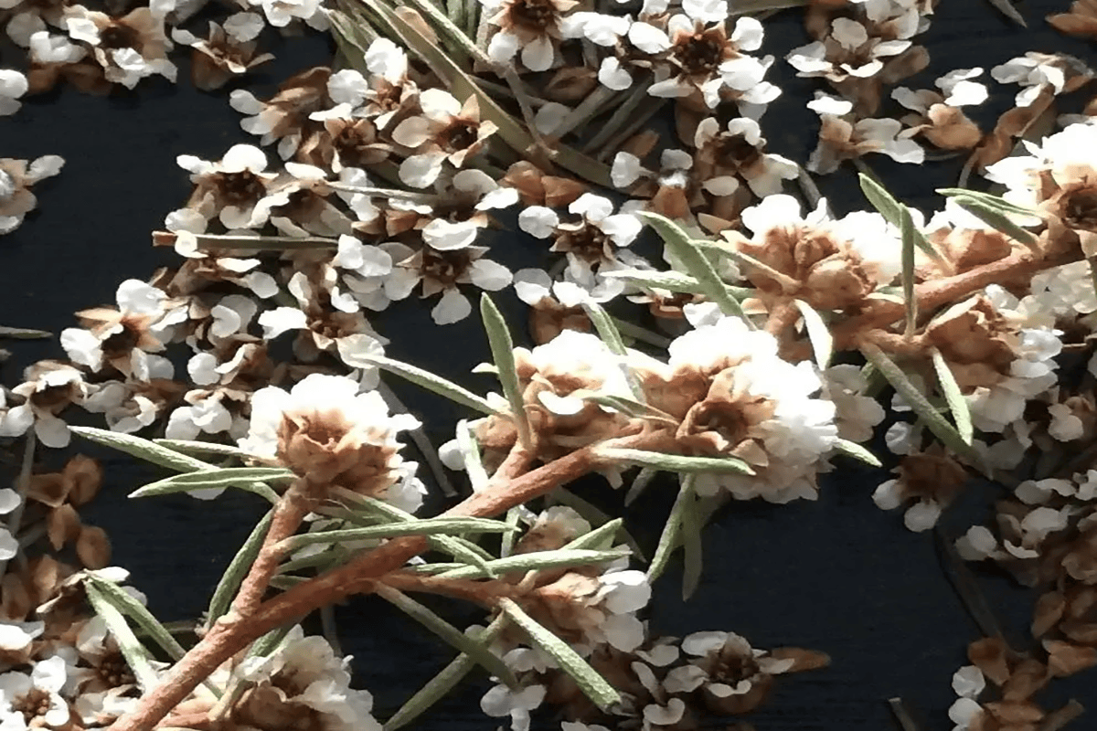 L'huile essentielle de Fragonia : l'arôme doux qui équilibre vos émotions