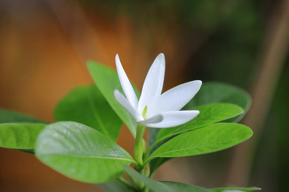 Découvrez l'huile essentielle de Jasmin : détente et sérénité au naturel