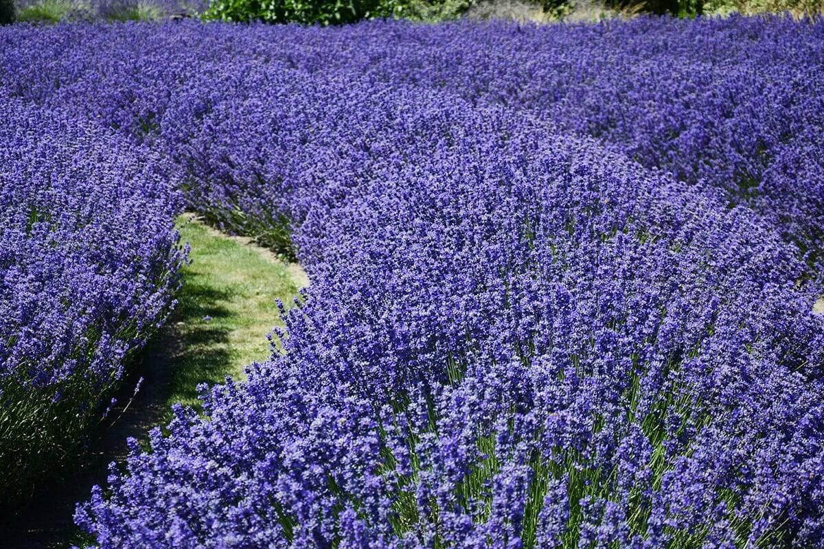 L'huile essentielle de Lavande fine : une solution naturelle pour apaiser vos tensions et favoriser la détente