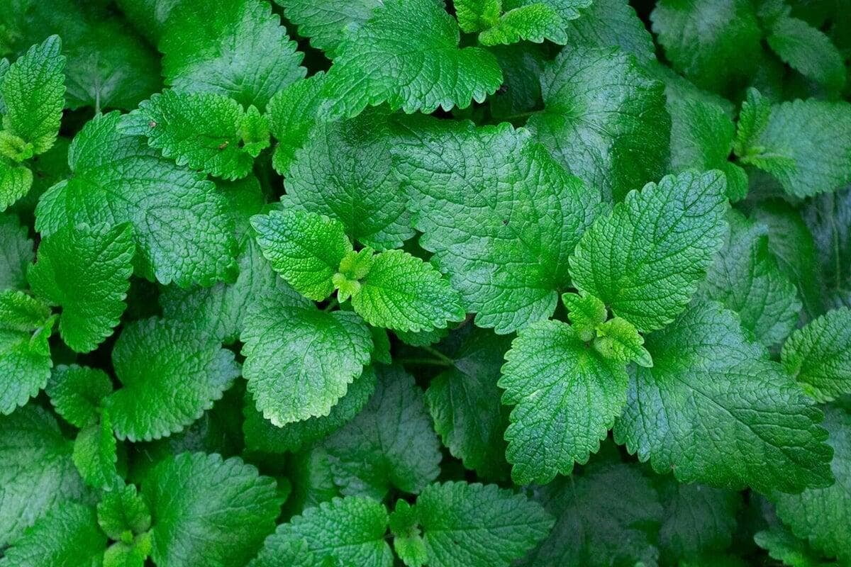 Découvrez les bienfaits rafraîchissants de l'huile essentielle de menthe poivrée