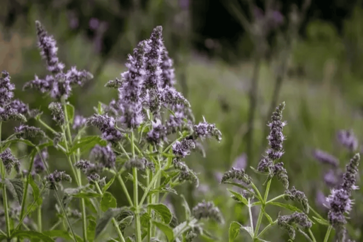 Découvrez les Bienfaits Revigorants de l'Huile Essentielle de Menthe des Champs