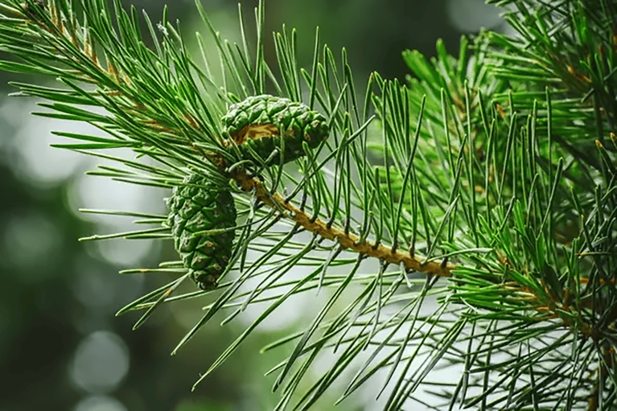 L'Huile Essentielle de Pin Sylvestre : Le Parfum des Forêts dans Votre Maison