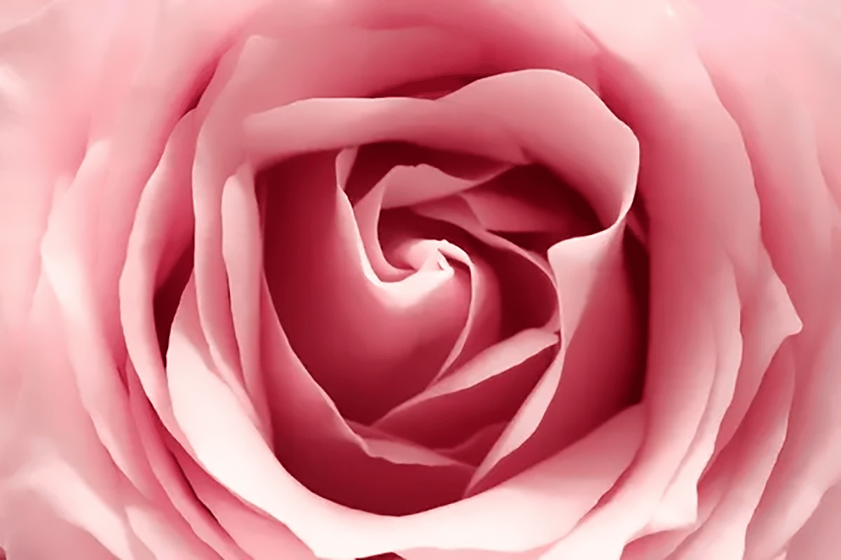 L'Huile Essentielle de Rose : un Elixir de Beauté et de Sérénité
