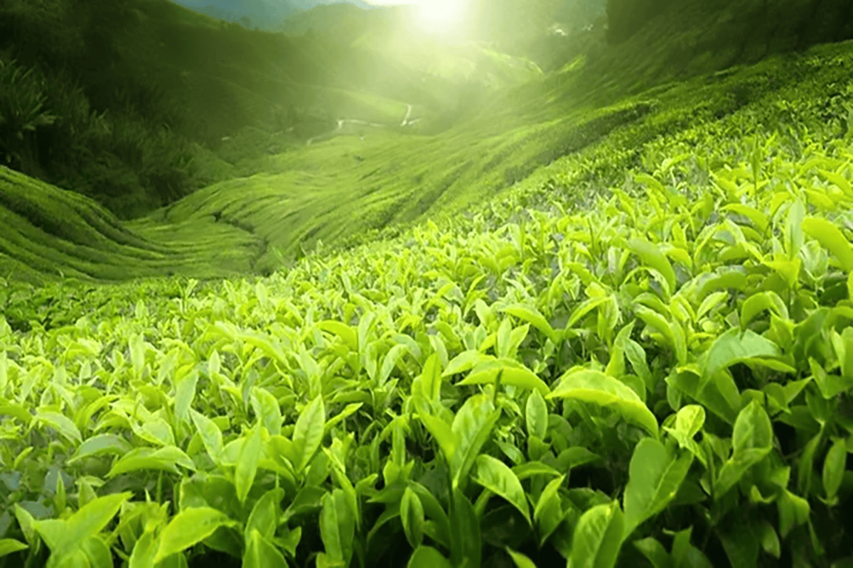 Les Secrets de l'Huile Essentielle de Tea Tree pour un Bien-Être Optimal