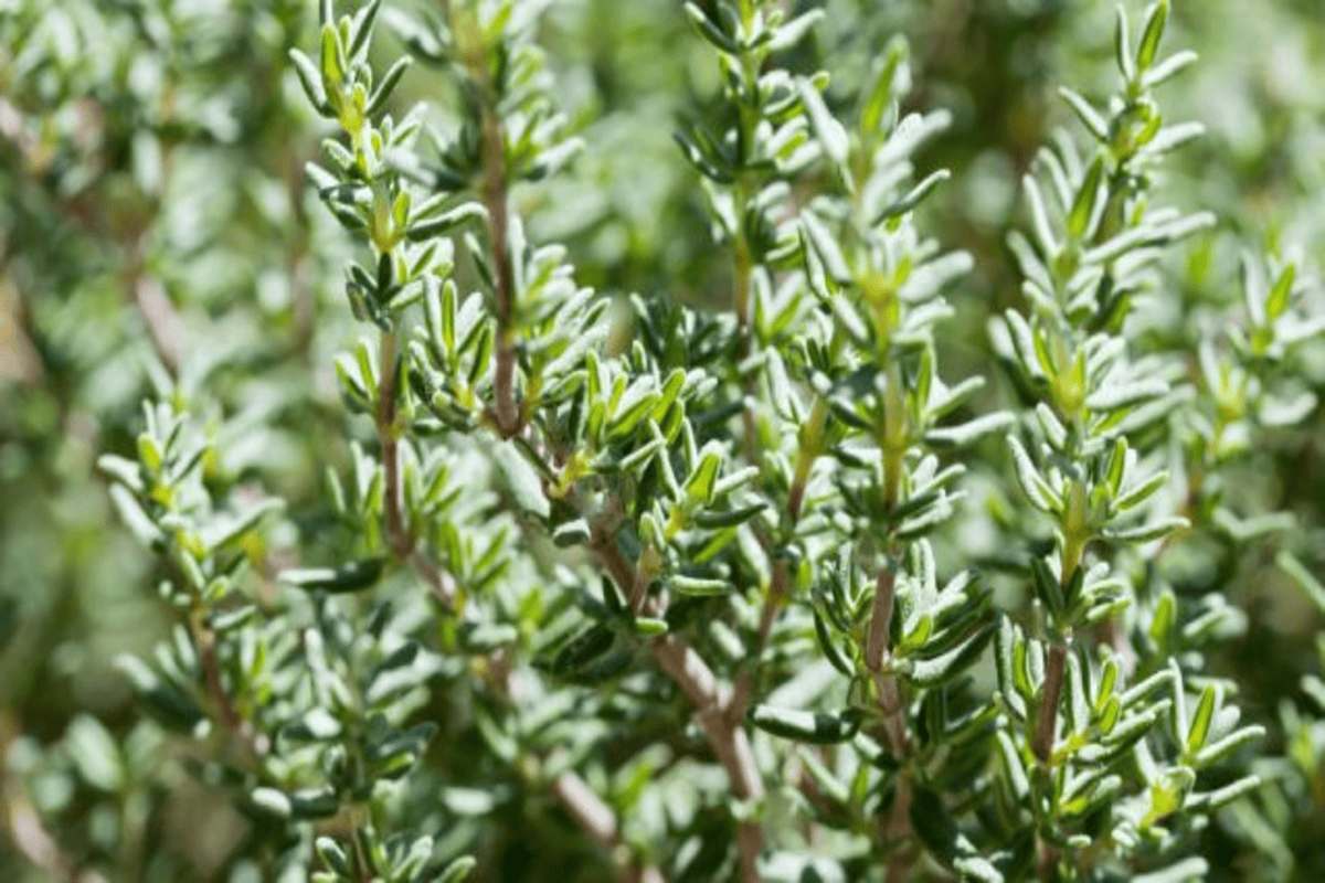 Boostez Votre Immunité avec l'Huile Essentielle de Thym