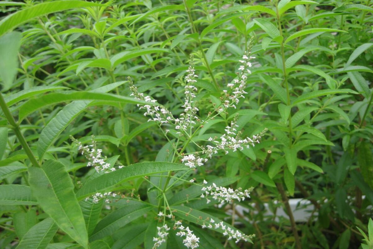 L'Huile Essentielle de Verveine : Apaisement et Vitalité à Portée de Main