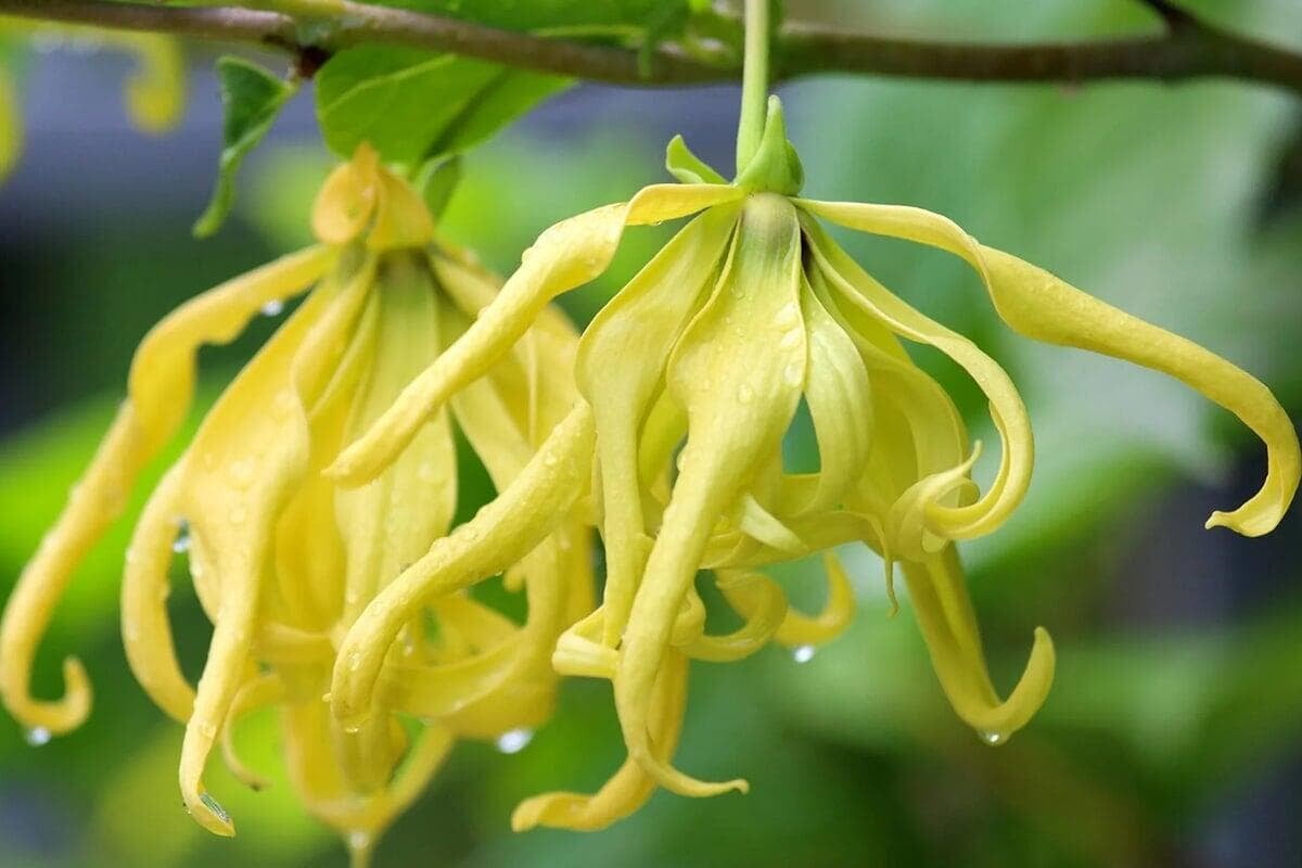 Les bienfaits incontournables de l'huile essentielle d'Ylang-Ylang pour la santé et le bien-être
