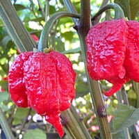 Carolina reapers congelés Carolina reapers congelés