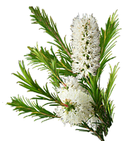 Huile essentielle de Tea Tree Huile essentielle de Tea Tree