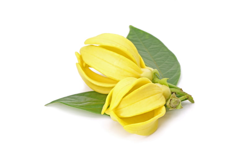 Huile essentielle d'Ylang Ylang