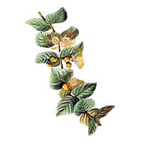 Eucalyptus citronné Eucalyptus citronné