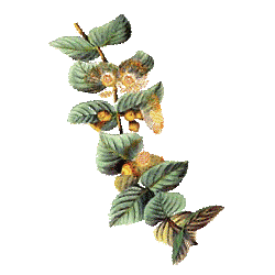 Eucalyptus citronné Eucalyptus citronné