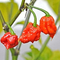 Carolina reapers congelés Carolina reapers congelés