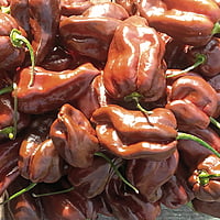 Piments habaneros frais Piments habaneros frais
