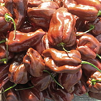 Piments habaneros frais