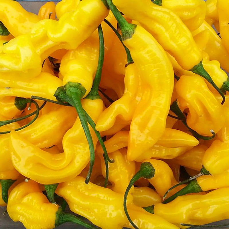 Piments habaneros frais