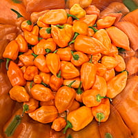 Piments habaneros frais